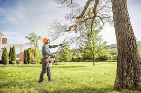Trusted Parowan, UT Tree Care Experts