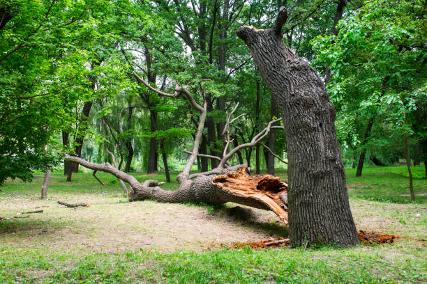 How Our Tree Care Process Works  in  Parowan, UT
