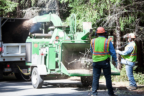 Best Leaf Removal  in Parowan, UT