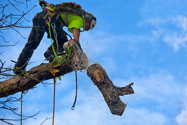 Best Lawn Maintenance Plans  in Parowan, UT
